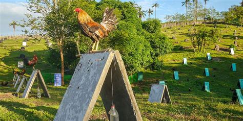 centrum for gamefowl|A Quick Guide on Gamefowl Nutrition and Vitamins .